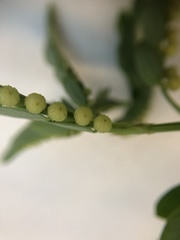 Phyllanthus urinaria hookeri