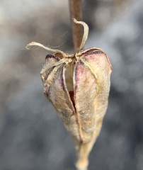 Erythronium pusaterii