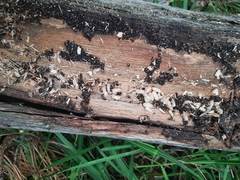 Camponotus ligniperda