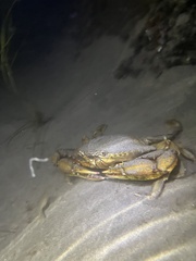 Callinectes bellicosus