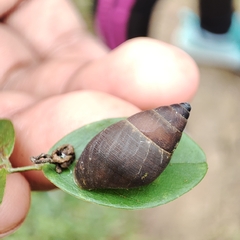 Bulimulus guadalupensis