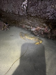 Callinectes bellicosus