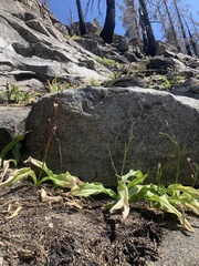 Erythronium pusaterii