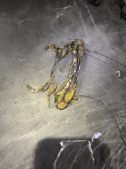 Callinectes bellicosus