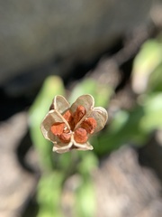 Erythronium pusaterii