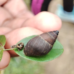 Bulimulus guadalupensis