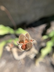Erythronium pusaterii