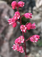 Heuchera caespitosa