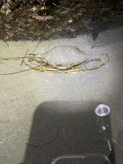 Callinectes bellicosus