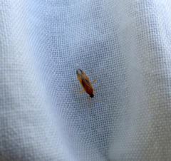 Phylus melanocephalus