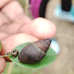 Bulimulus guadalupensis