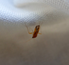 Phylus melanocephalus