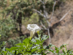 Datura metel