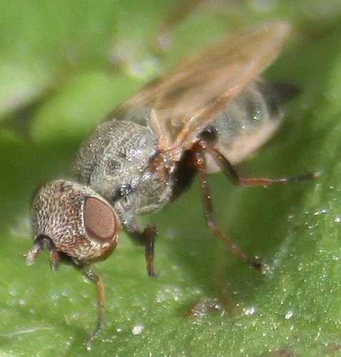 Photograph of Tetanops integer