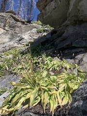 Erythronium pusaterii