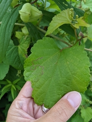 Phyllocnistis vitegenella