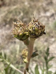 Silphium albiflorum