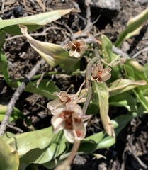 Erythronium pusaterii
