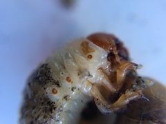 Pericoptus truncatus