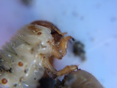 Pericoptus truncatus