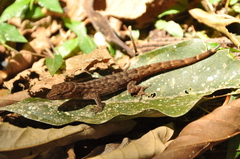 Gymnodactylus darwinii
