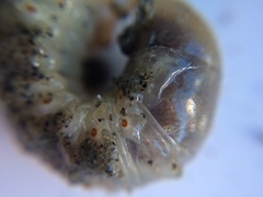 Pericoptus truncatus