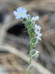 Cryptantha incana