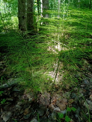 Equisetum sylvaticum image
