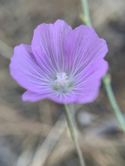 Sidalcea multifida