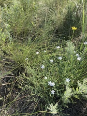 Dianthus ramosissimus