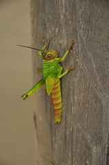 Tropidacris cristata grandis