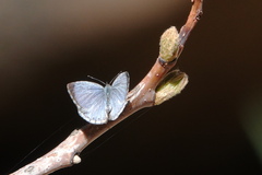 Celastrina echo sidara