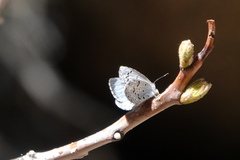 Celastrina echo sidara