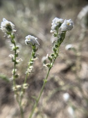 Cryptantha incana