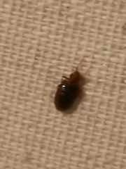 Cimex lectularius