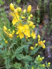 Hypericum scouleri
