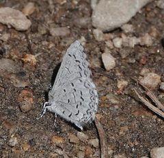 Celastrina echo sidara