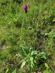 Cirsium heterophyllum