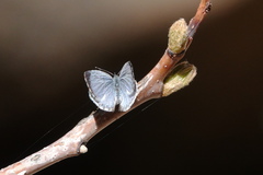 Celastrina echo sidara
