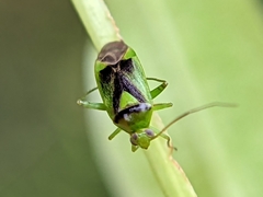 Neolygus viridis