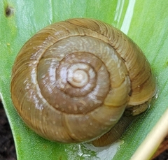 Allogona