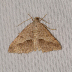 Digrammia subminiata