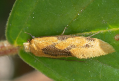Hybroma servulella