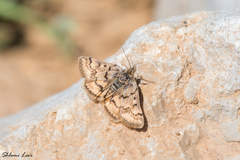 Usgentia vespertalis
