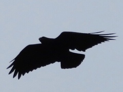 Corvus rhipidurus