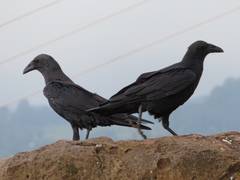 Corvus rhipidurus