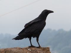 Corvus rhipidurus