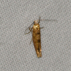Argyresthia alternatella