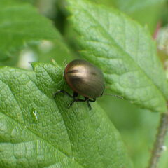 Chrysolina marginata