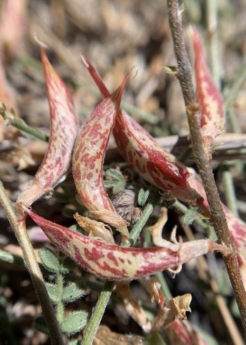 Little Kern milkvetch (Astragalus shevockii)